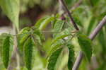 Water hemlock